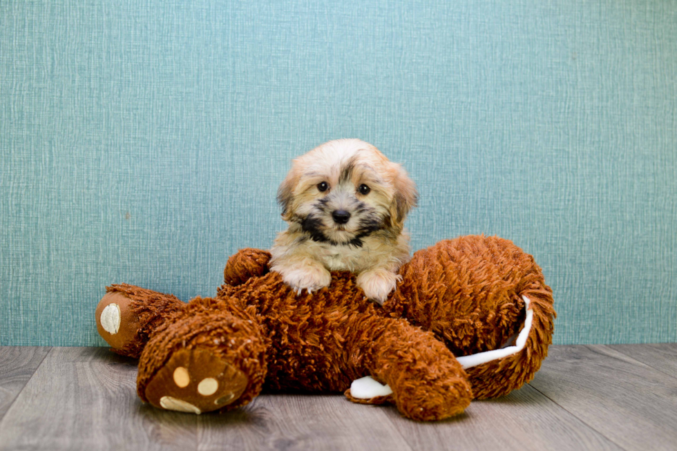 Morkie Puppy for Adoption