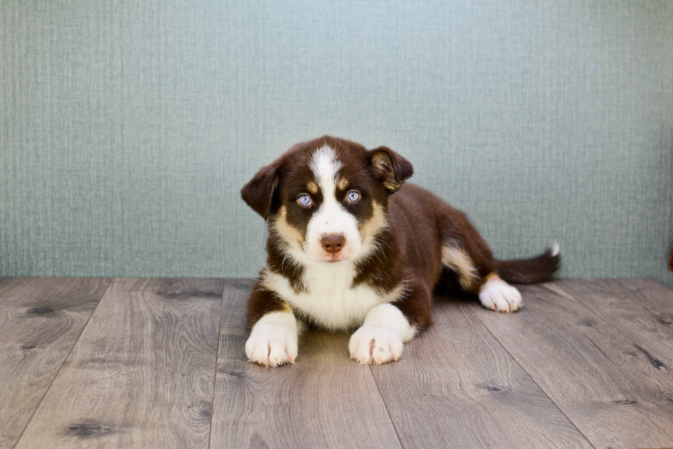 Pomsky Pup Being Cute