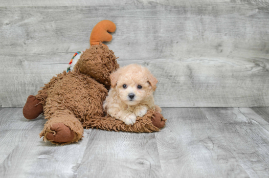 Small Maltipoo Baby