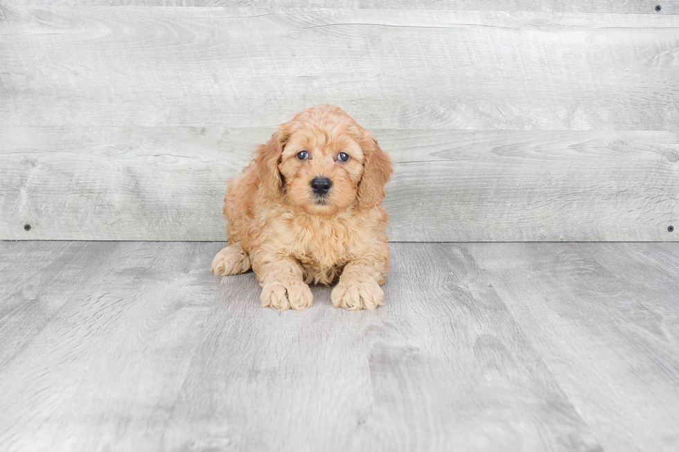 Mini Goldendoodle Pup Being Cute