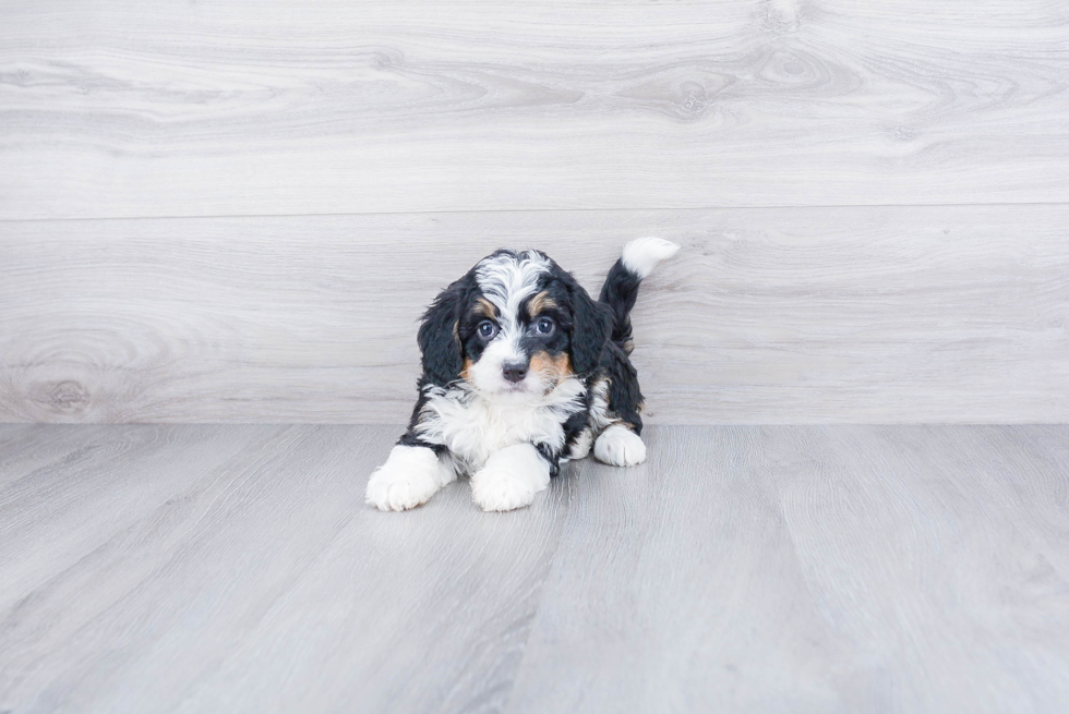 Mini Bernedoodle Pup Being Cute