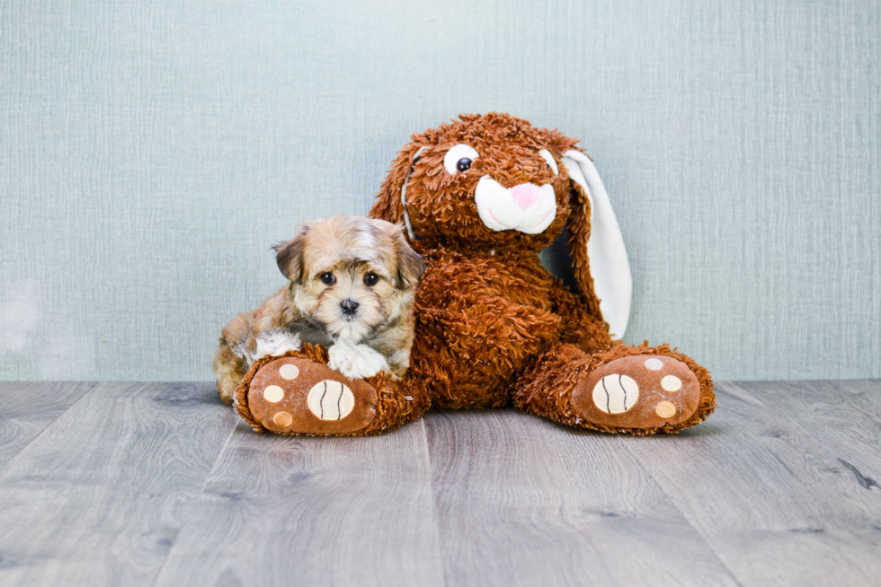 Cute Morkie Baby