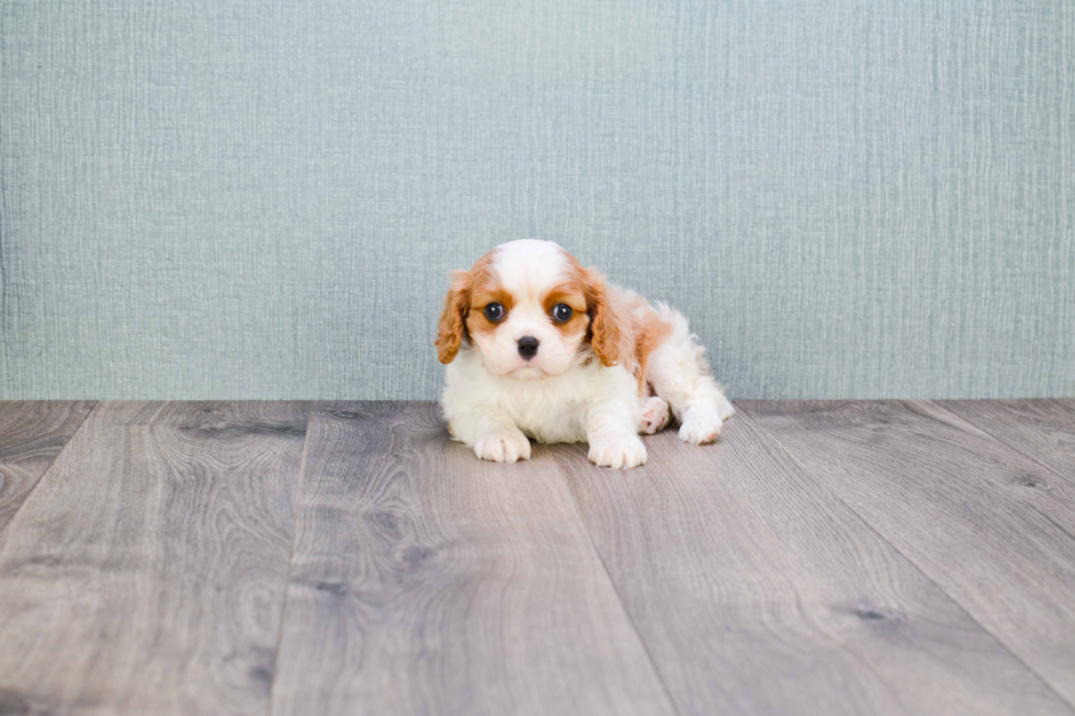 Cavalier King Charles Spaniel Pup Being Cute