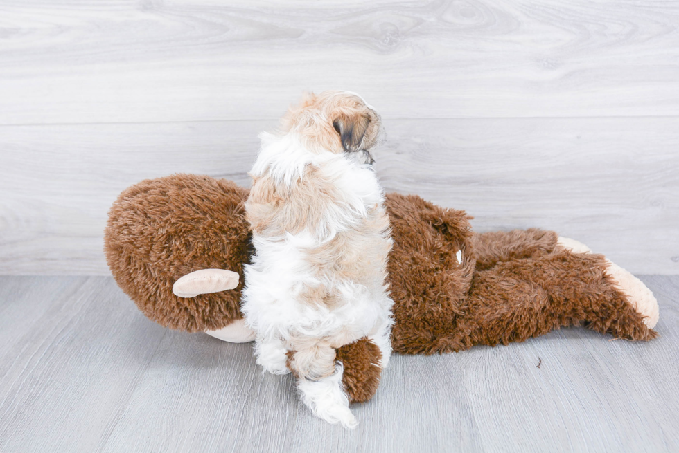 Havanese Pup Being Cute