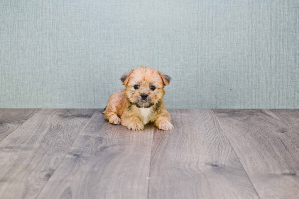 Morkie Pup Being Cute