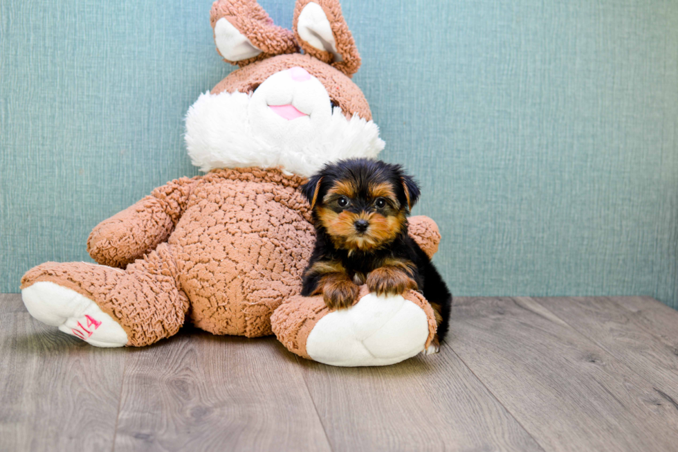 Meet Trigger - our Yorkshire Terrier Puppy Photo 