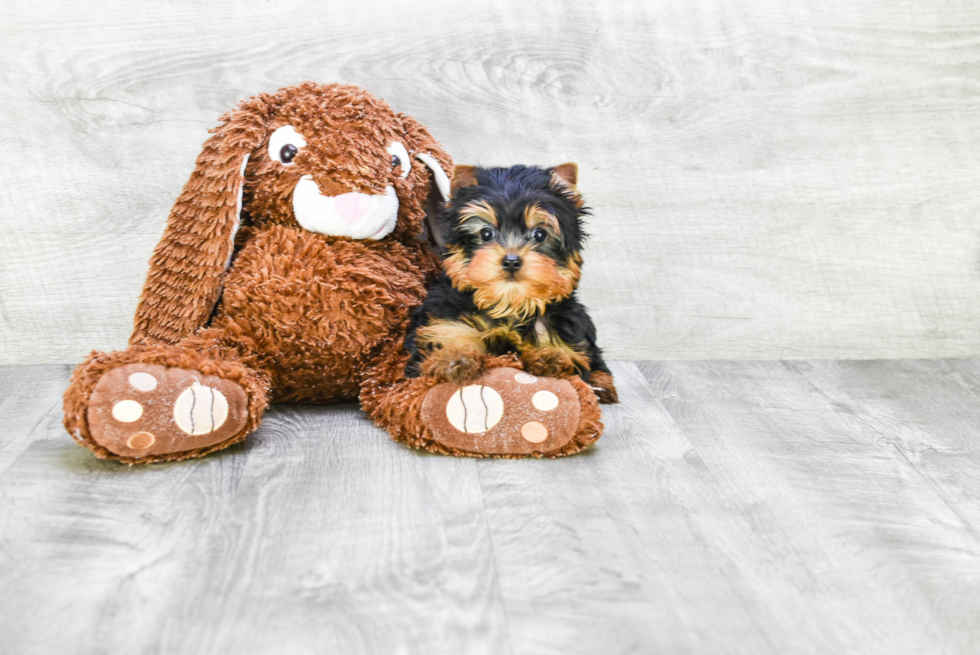 Meet Rascal - our Yorkshire Terrier Puppy Photo 