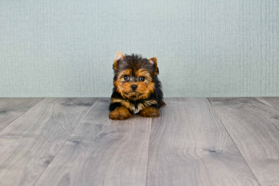 Meet Sebastian - our Yorkshire Terrier Puppy Photo 