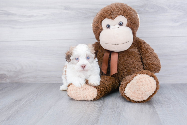 Best Havanese Baby