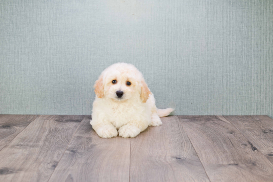 Funny Mini Goldendoodle Poodle Mix Pup