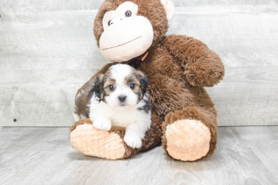 Teddy Bear Pup Being Cute