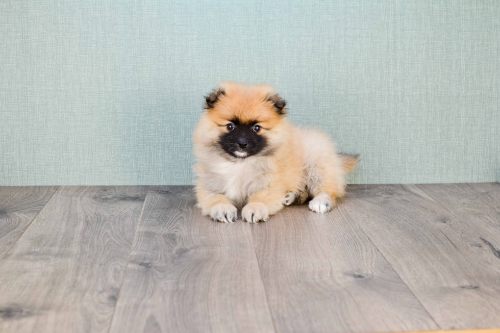 Energetic Pomeranian Purebred Puppy