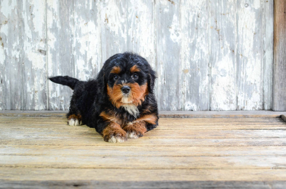 Mini Bernedoodle Pup Being Cute