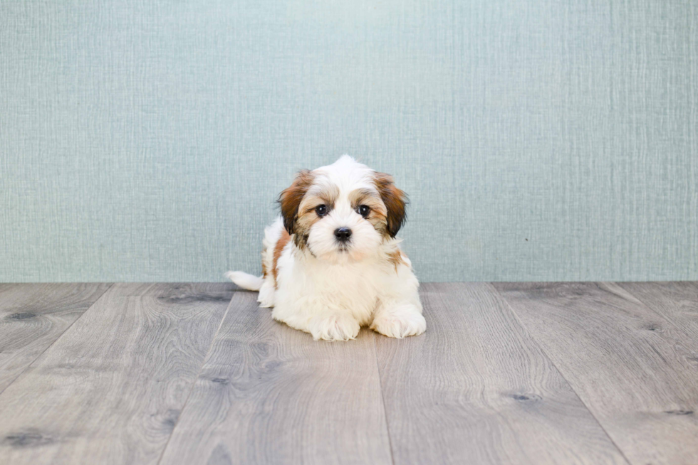 Teddy Bear Pup Being Cute