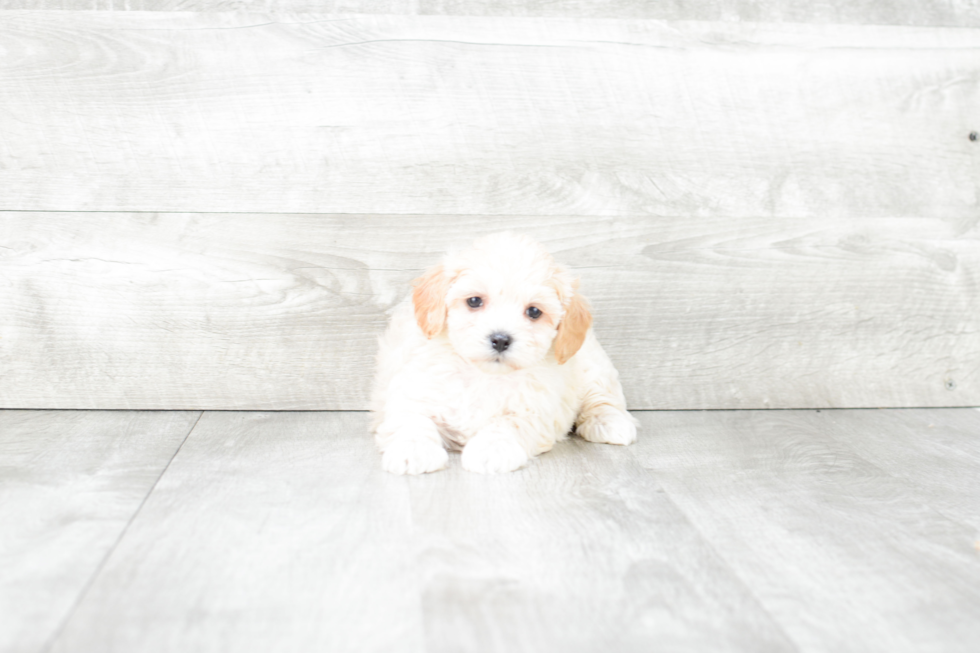 Energetic Maltese Poodle Poodle Mix Puppy