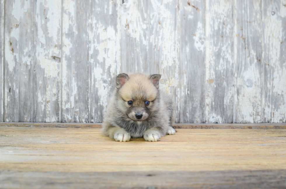 Adorable Mini Husky Designer Puppy