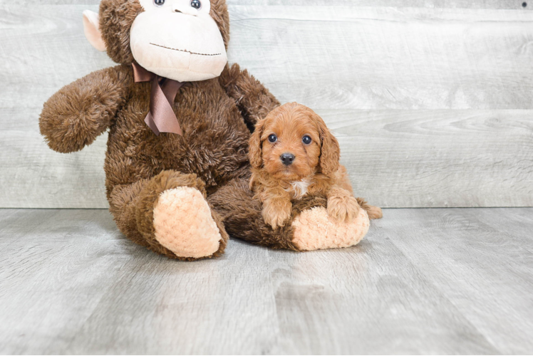 Small Cavapoo Baby