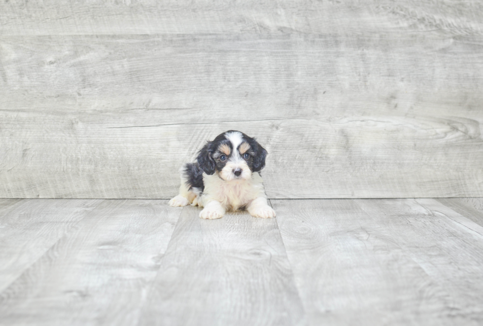 Popular Cavapoo Poodle Mix Pup