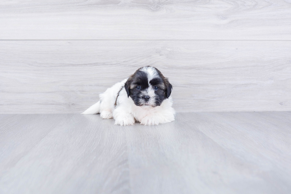 Teddy Bear Puppy for Adoption