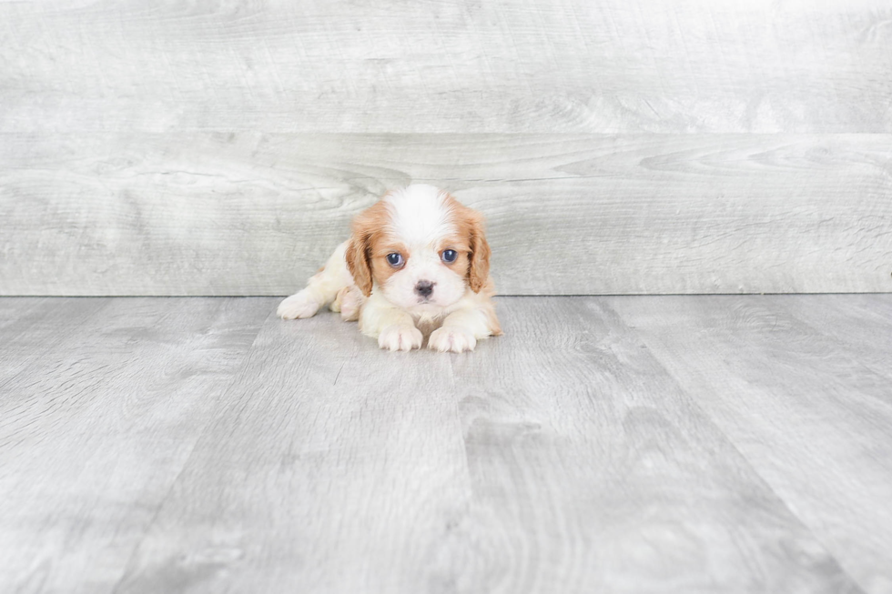 Popular Cavalier King Charles Spaniel Baby