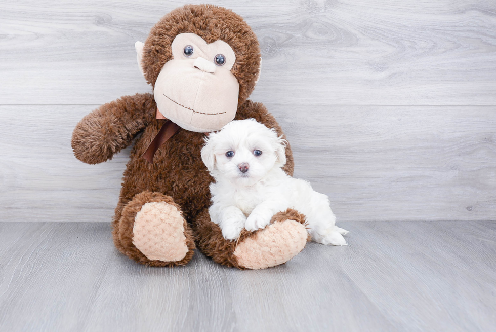 Maltipoo Puppy for Adoption