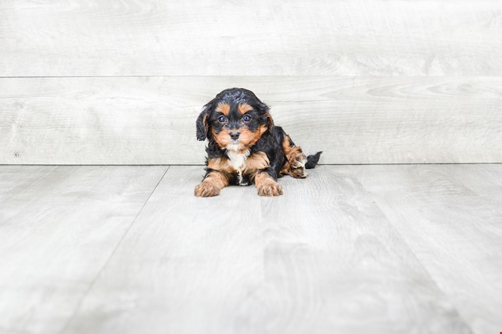 Fluffy Cavapoo Poodle Mix Pup