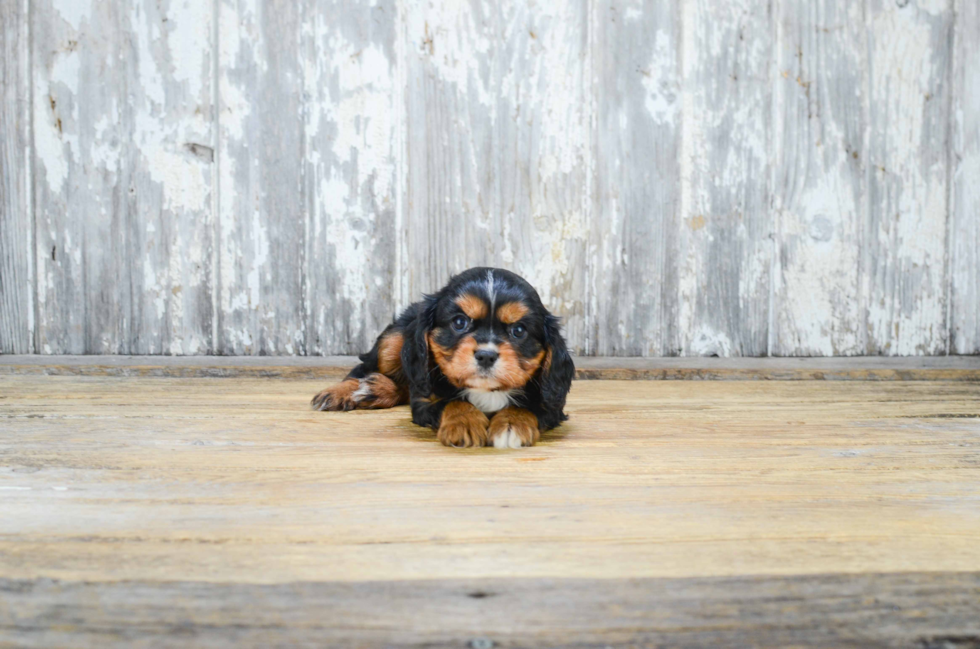 Cavalier King Charles Spaniel Pup Being Cute