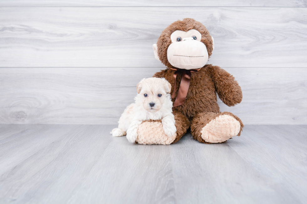 Best Maltipoo Baby