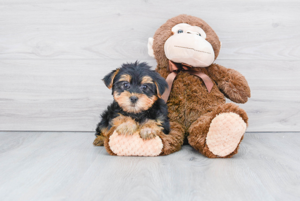 Meet Izzie - our Yorkshire Terrier Puppy Photo 