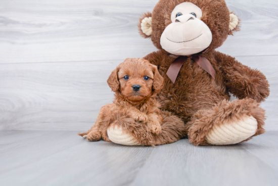 Fluffy Cavapoo Poodle Mix Pup