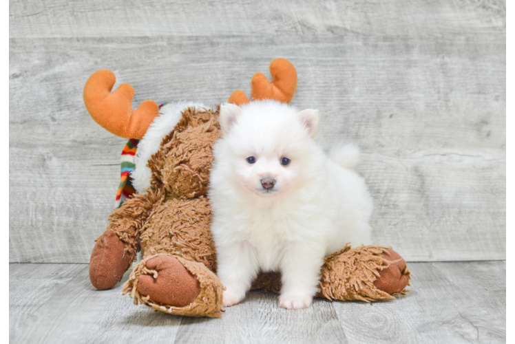 Funny Pomeranian Purebred Pup