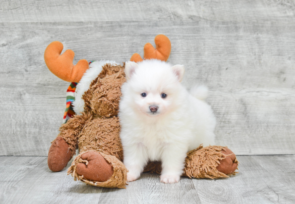 Funny Pomeranian Purebred Pup