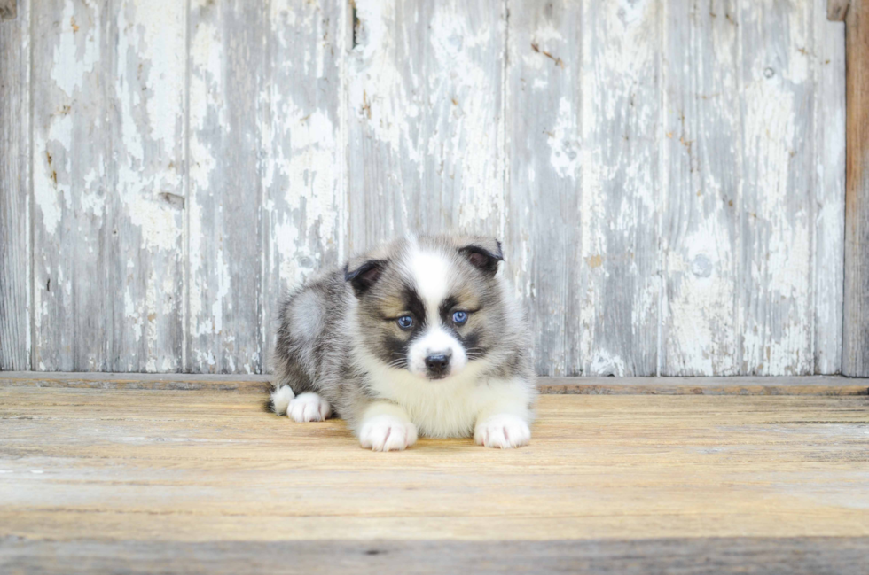 Popular Pomsky Designer Pup