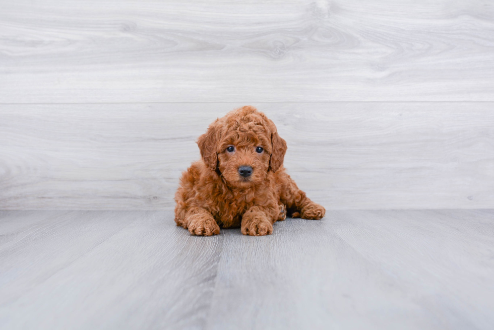 Mini Goldendoodle Pup Being Cute