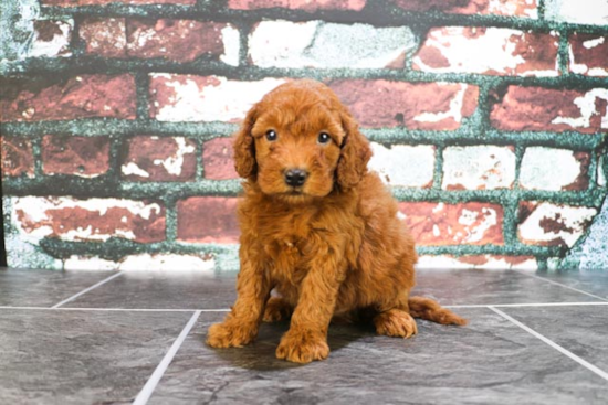 Sweet Mini Goldendoodle Baby