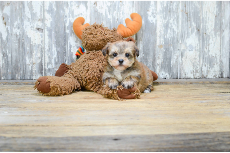 Morkie Puppy for Adoption