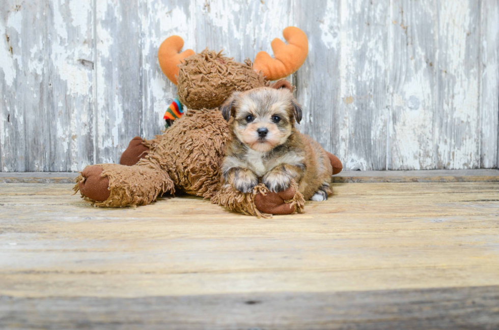 Morkie Puppy for Adoption