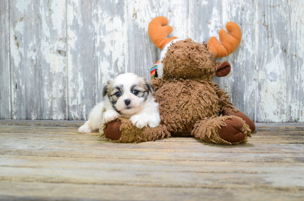 Teddy Bear Pup Being Cute