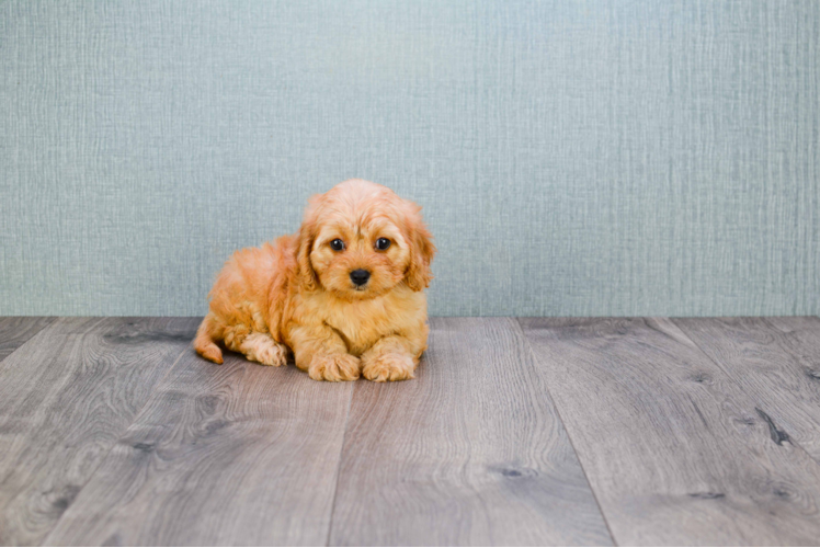 Best Cavapoo Baby