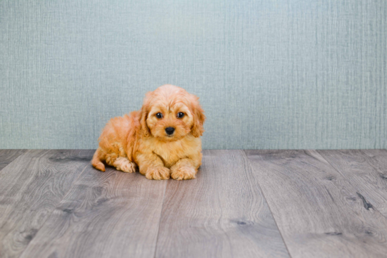 Best Cavapoo Baby