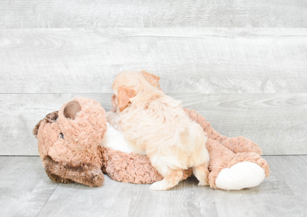 Maltipoo Pup Being Cute