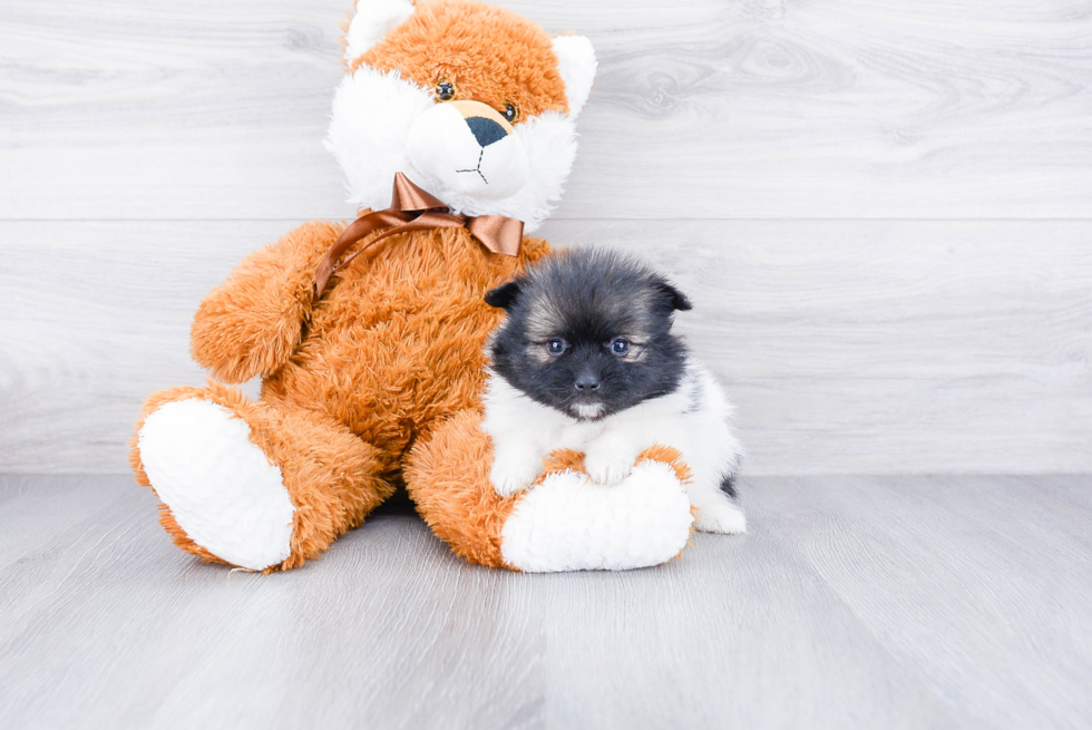 Small Pomeranian Baby
