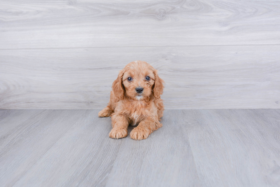 Little Cavoodle Poodle Mix Puppy