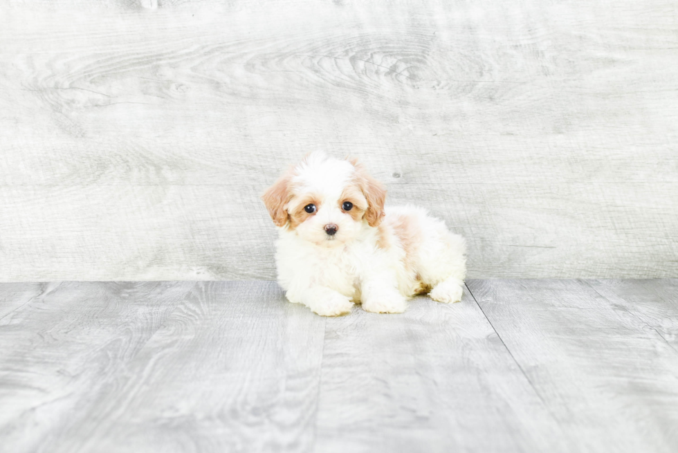 Smart Cavapoo Poodle Mix Pup