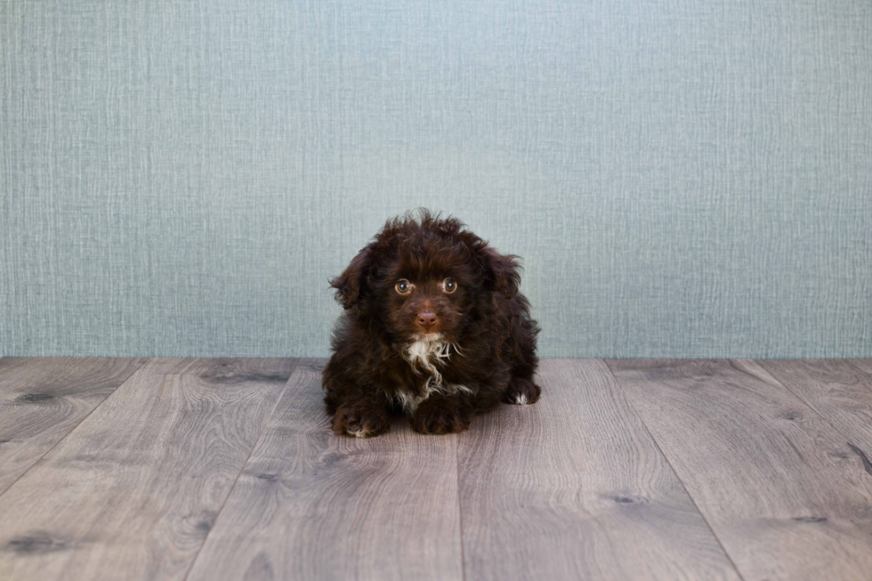 Mini Aussiedoodle Puppy for Adoption