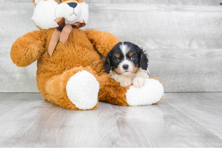 Petite Cavalier King Charles Spaniel Purebred Puppy