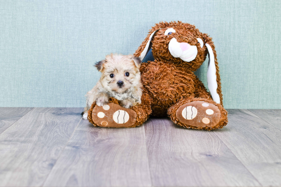 Smart Morkie Designer Pup