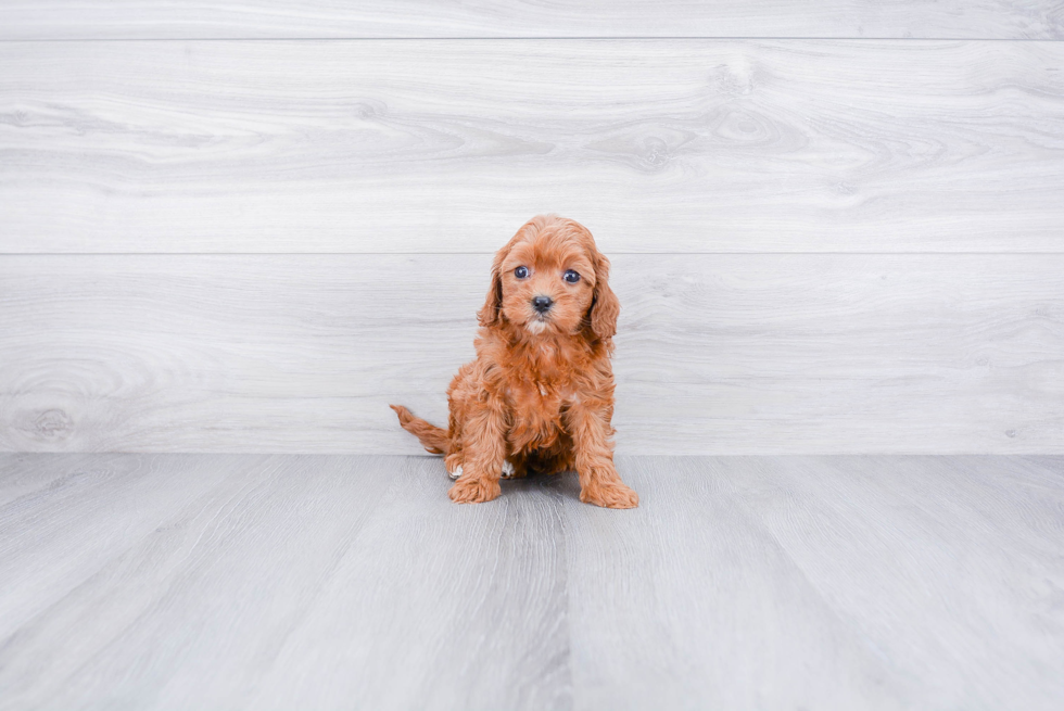 Best Cavapoo Baby