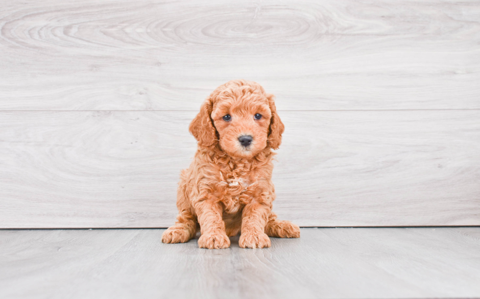 Energetic Golden Retriever Poodle Mix Puppy