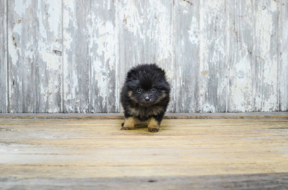 Small Pomeranian Baby